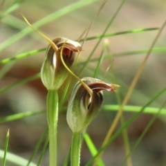 Pterostylis pedunculata (Maroonhood) at Paddys River, ACT - 2 Oct 2020 by SandraH