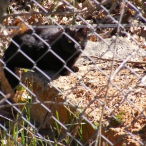 Felis catus at Fyshwick, ACT - 10 Sep 2020