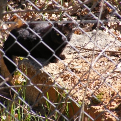 Felis catus (Feral Cat) at Fyshwick, ACT - 10 Sep 2020 by MichaelMulvaney