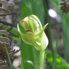 Pterostylis curta (Blunt Greenhood) at Tidbinbilla Nature Reserve - 2 Oct 2020 by SandraH