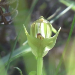 Pterostylis curta at Paddys River, ACT - 2 Oct 2020