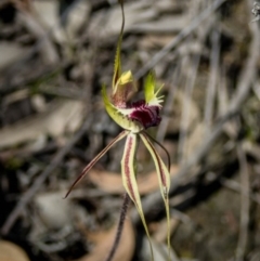 Caladenia atrovespa (Green-comb Spider Orchid) at Jerrabomberra, NSW - 2 Oct 2020 by dan.clark