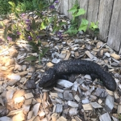 Tiliqua rugosa (Shingleback Lizard) at Hackett, ACT - 1 Oct 2020 by Louisab