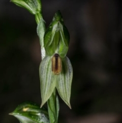 Bunochilus umbrinus (ACT) = Pterostylis umbrina (NSW) (Broad-sepaled Leafy Greenhood) by dan.clark