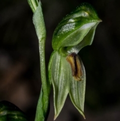 Bunochilus umbrinus (ACT) = Pterostylis umbrina (NSW) at suppressed - 26 Aug 2020