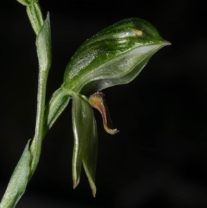 Bunochilus umbrinus (ACT) = Pterostylis umbrina (NSW) at suppressed - 26 Aug 2020