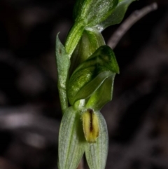 Bunochilus umbrinus (ACT) = Pterostylis umbrina (NSW) at suppressed - suppressed