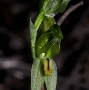 Bunochilus umbrinus (ACT) = Pterostylis umbrina (NSW) at suppressed - 26 Aug 2020