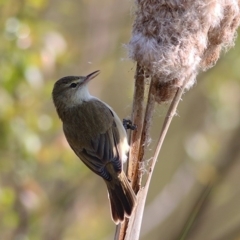 Acrocephalus australis (Australian Reed-Warbler) at Belvoir Park - 1 Oct 2020 by Kyliegw