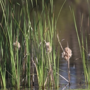 Acrocephalus australis at Wodonga - 2 Oct 2020