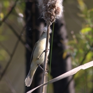 Acrocephalus australis at Wodonga - 2 Oct 2020