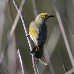 Ptilotula penicillata (White-plumed Honeyeater) at Wodonga - 1 Oct 2020 by Kyliegw