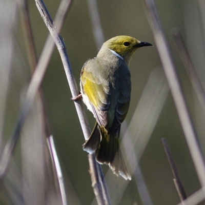 Ptilotula penicillata (White-plumed Honeyeater) at Belvoir Park - 1 Oct 2020 by Kyliegw