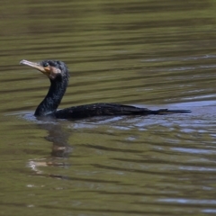 Phalacrocorax carbo (Great Cormorant) at Wodonga - 1 Oct 2020 by Kyliegw