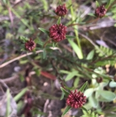 Unverified Other Shrub at Budgong, NSW - 1 Oct 2020 by Ry