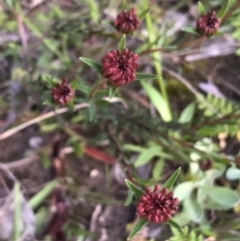 Unidentified Other Wildflower (TBC) at Budgong, NSW - 1 Oct 2020 by Ry