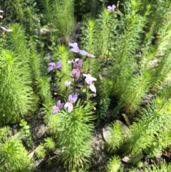 Stylidium laricifolium (Giant Triggerplant, Tree Triggerplant) at Budgong, NSW - 27 Sep 2020 by Ry