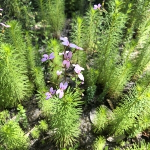 Stylidium laricifolium at Budgong, NSW - 27 Sep 2020 10:23 AM