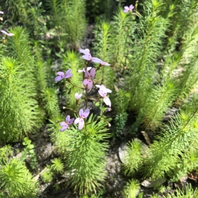 Stylidium laricifolium (Giant Triggerplant, Tree Triggerplant) at Bugong National Park - 27 Sep 2020 by Ry