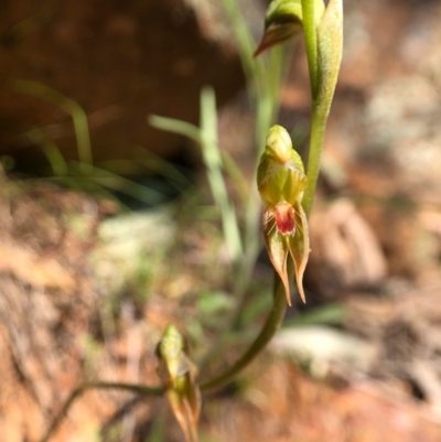 Oligochaetochilus aciculiformis (Needle-point rustyhood) at Wallaroo, NSW - 1 Oct 2020 by JasonC