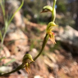 Oligochaetochilus aciculiformis at Wallaroo, NSW - suppressed