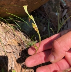 Oligochaetochilus aciculiformis at Wallaroo, NSW - suppressed