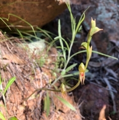 Oligochaetochilus aciculiformis at Wallaroo, NSW - suppressed