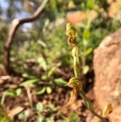 Oligochaetochilus aciculiformis at Wallaroo, NSW - suppressed