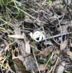 Caladenia carnea at O'Connor, ACT - 2 Oct 2020