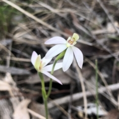 Caladenia carnea at O'Connor, ACT - suppressed