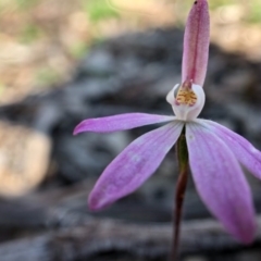 Caladenia fuscata (Dusky Fingers) at Wallaroo, NSW - 1 Oct 2020 by JasonC