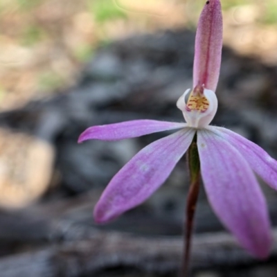 Caladenia fuscata (Dusky Fingers) at Wallaroo, NSW - 1 Oct 2020 by JasonC