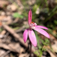 Caladenia fuscata (Dusky Fingers) at Wallaroo, NSW - 1 Oct 2020 by JasonC