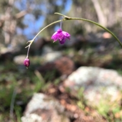 Arthropodium minus (Small Vanilla Lily) at Wallaroo, NSW - 1 Oct 2020 by JasonC