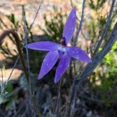 Glossodia major (Wax Lip Orchid) at Ginninderry Conservation Corridor - 1 Oct 2020 by JasonC