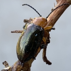 Lamprolina sp. (Pittosporum leaf beetle) at Black Range, NSW - 2 Oct 2020 by Steph H