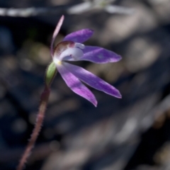 Caladenia fuscata (Dusky Fingers) at Bullen Range - 1 Oct 2020 by JudithRoach