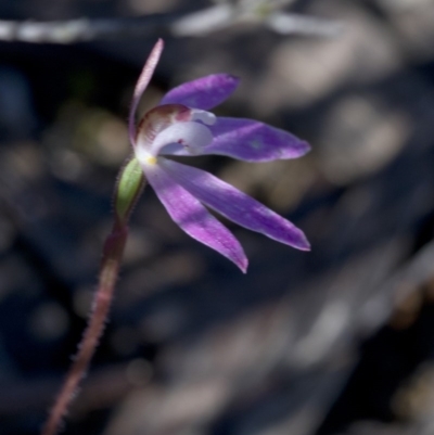 Caladenia fuscata (Dusky Fingers) at Paddys River, ACT - 1 Oct 2020 by JudithRoach