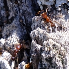 Papyrius nitidus (Shining Coconut Ant) at Aranda Bushland - 2 Oct 2020 by Kurt