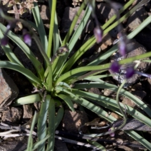 Arthropodium fimbriatum at Paddys River, ACT - 2 Oct 2020 09:02 AM