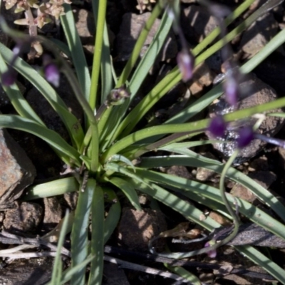 Arthropodium fimbriatum (Nodding Chocolate Lily) at Bullen Range - 1 Oct 2020 by JudithRoach