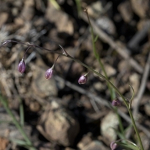 Arthropodium fimbriatum at Paddys River, ACT - 2 Oct 2020 09:02 AM