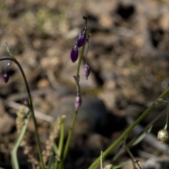 Arthropodium fimbriatum at Paddys River, ACT - 2 Oct 2020 09:02 AM