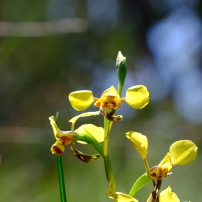 Diuris nigromontana (Black Mountain Leopard Orchid) at Aranda Bushland - 2 Oct 2020 by Kurt