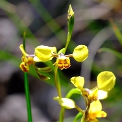 Diuris nigromontana at Point 49 - suppressed