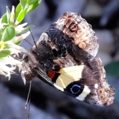 Vanessa itea (Yellow Admiral) at Aranda Bushland - 2 Oct 2020 by Kurt