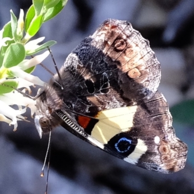 Vanessa itea (Yellow Admiral) at Aranda Bushland - 2 Oct 2020 by Kurt