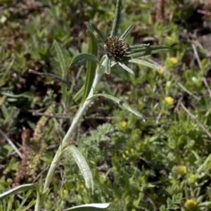 Euchiton involucratus at Paddys River, ACT - 2 Oct 2020 10:16 AM