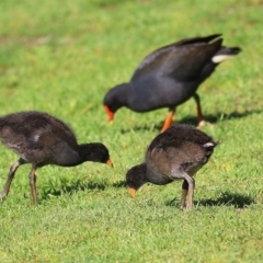 Gallinula tenebrosa (Dusky Moorhen) at Wodonga - 2 Oct 2020 by KylieWaldon