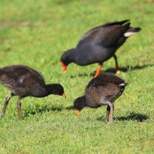 Gallinula tenebrosa at Wodonga - 2 Oct 2020